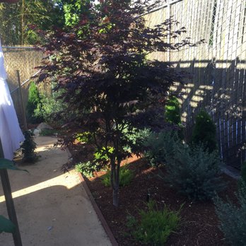 Bountiful Botanicals, Inc. - Japanese Maple and shade garden behind the pergola. - Landscaping Near Me - Oakland, California Bountiful Botanicals, Inc. - Japanese Maple and shade garden behind the pergola. - Landscaping Near Me - Oakland, California