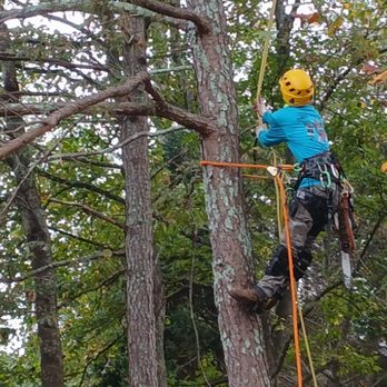 Cowboy Tree Care - A trimmed group of pine trees prevents loose branches from falling in winter - Tree Services Near Me Cowboy Tree Care - A trimmed group of pine trees prevents loose branches from falling in winter - Tree Services Near Me