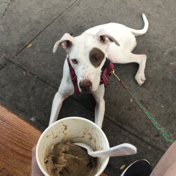 Ollie’s Ice Cream + Stuff - nitro cold brew cookie ice cream, and a dog who finished their treat and is hoping some more falls near her. - Ice Cream & Frozen Yogurt Near Me - Brooklyn, New York
