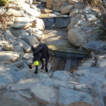 Ashley Memorial Dog Park - Zoe used the waterfall as a giant drinking fountain! Haha - Dog Parks Near Me - Auburn, California Ashley Memorial Dog Park - Zoe used the waterfall as a giant drinking fountain! Haha - Dog Parks Near Me - Auburn, California