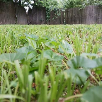 One Man Handyman - a green lawn and fence - Handyman Near Me