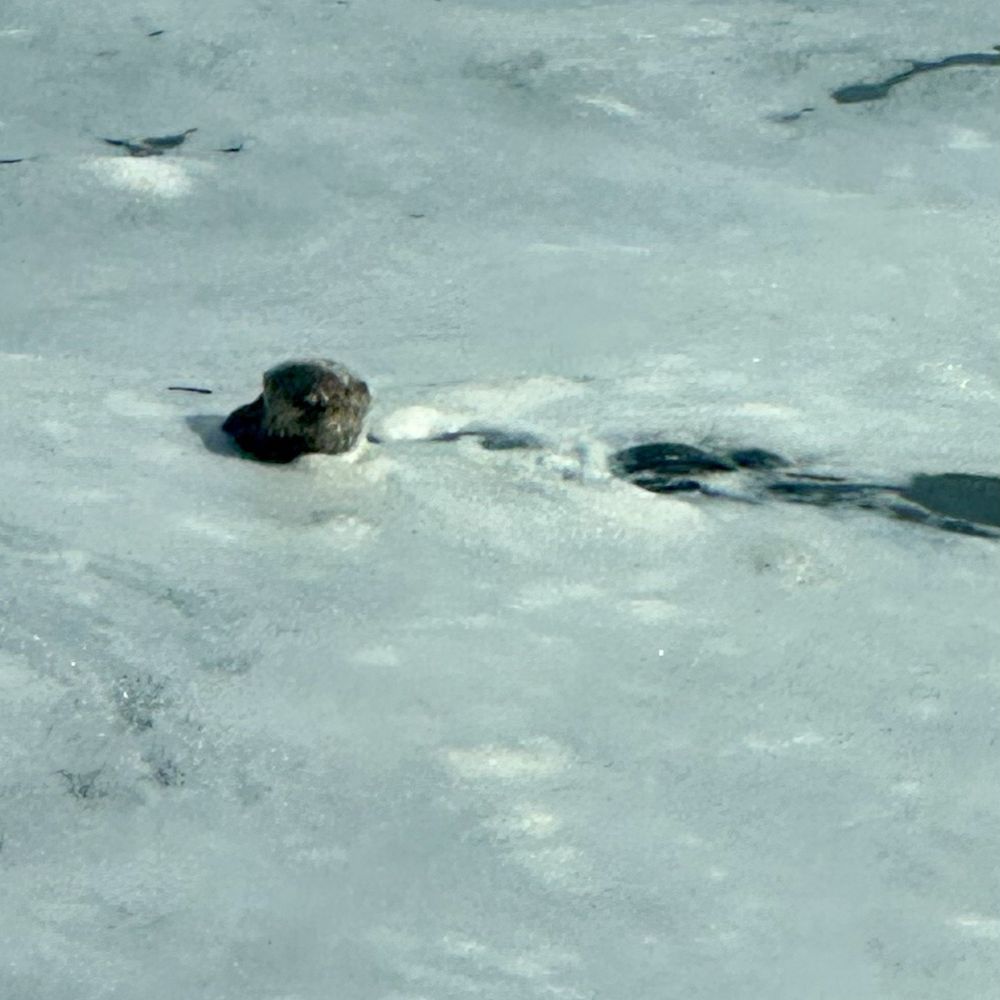 Sea otter playing in the water