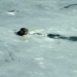 Sea otter playing in the water Sea otter playing in the water