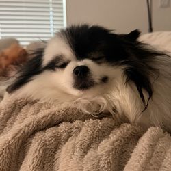 Sacred Heart Kennels - My sweetest baby Panda
