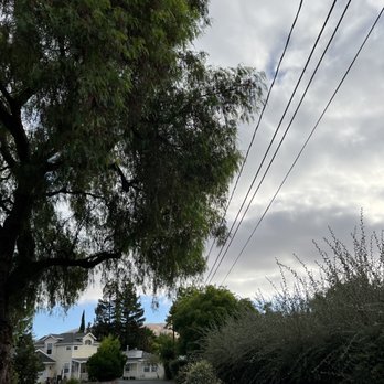 Dunne Right Tree Care - Before - Tree Services Near Me