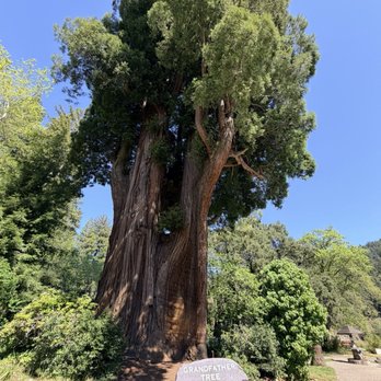 Grandfather Tree - Souvenir Shops Near Me - Piercy, California