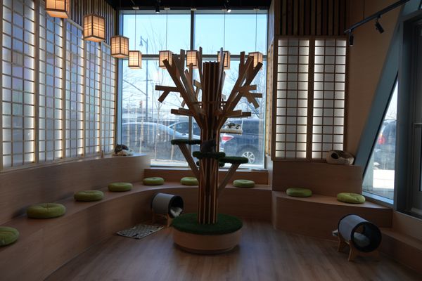 Kokoro Cat Café by null