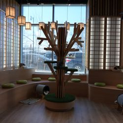Kokoro Cat Cafe