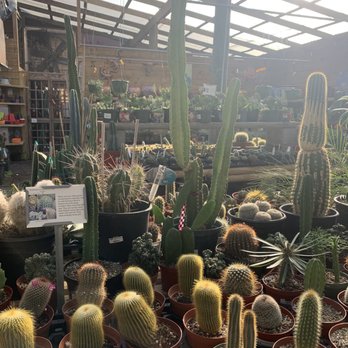 Maas Nursery - Great selection of cacti ! - Nurseries & Gardening Near Me - Seabrook, Texas Maas Nursery - Great selection of cacti ! - Nurseries & Gardening Near Me - Seabrook, Texas