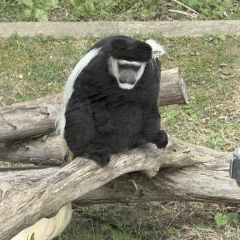 Niabi Zoo - Monkey - Zoos Near Me - Coal Valley, Illinois Niabi Zoo - Monkey - Zoos Near Me - Coal Valley, Illinois