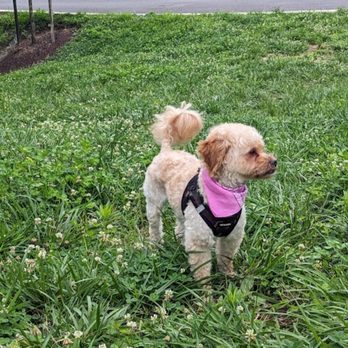 Snoopy Pet Grooming - Pet Groomers Near Me Snoopy Pet Grooming - Pet Groomers Near Me