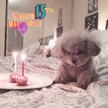 The Dog Bakery - The kid and her pawcakes!! - Pet Stores Near Me - Pasadena, California The Dog Bakery - The kid and her pawcakes!! - Pet Stores Near Me - Pasadena, California