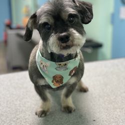 Sudzy Puppy - Dog groomed