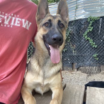 Green Dog Kennels - Pet Boarding Near Me - San Antonio, Texas