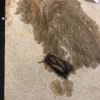 Toki Underground - DEAD BUG found in my ramen - Ramen Near Me - Washington, DC, District of Columbia Toki Underground - DEAD BUG found in my ramen - Ramen Near Me - Washington, DC, District of Columbia