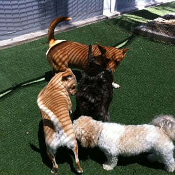 Sunrun Kennels - Meeting everyone... - Pet Sitting Near Me - Newport Beach, California