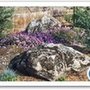 Photo of Evergreen Landscape Service