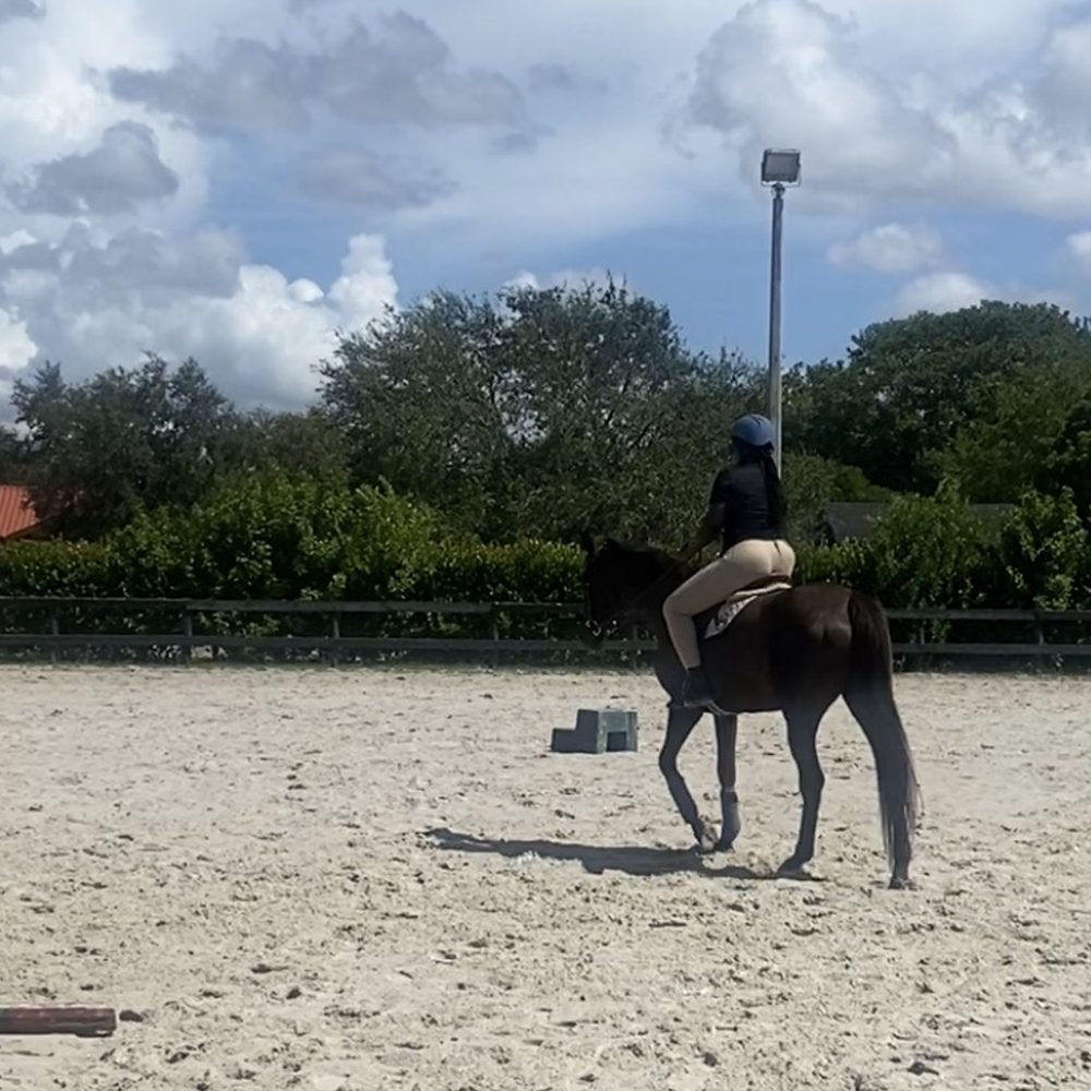 Elysian Stables Miami - Horseback Riding Near Me - Miami, Florida Elysian Stables Miami - Horseback Riding Near Me - Miami, Florida