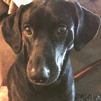 Paws Into Grace - Baby Kona. - Pet Hospice Near Me Paws Into Grace - Baby Kona. - Pet Hospice Near Me