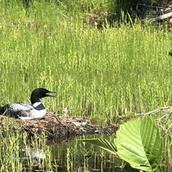 Jordan Pond Hiking trails - A loon nesting! - Hiking Near Me - Bar Harbor, Maine