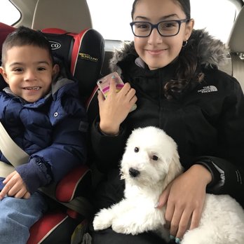 Love My Puppies - Pet Stores Near Me - Wantagh, New York