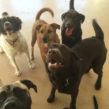 Day Hill Kennels - Pet Sitting Near Me - Windsor, Connecticut