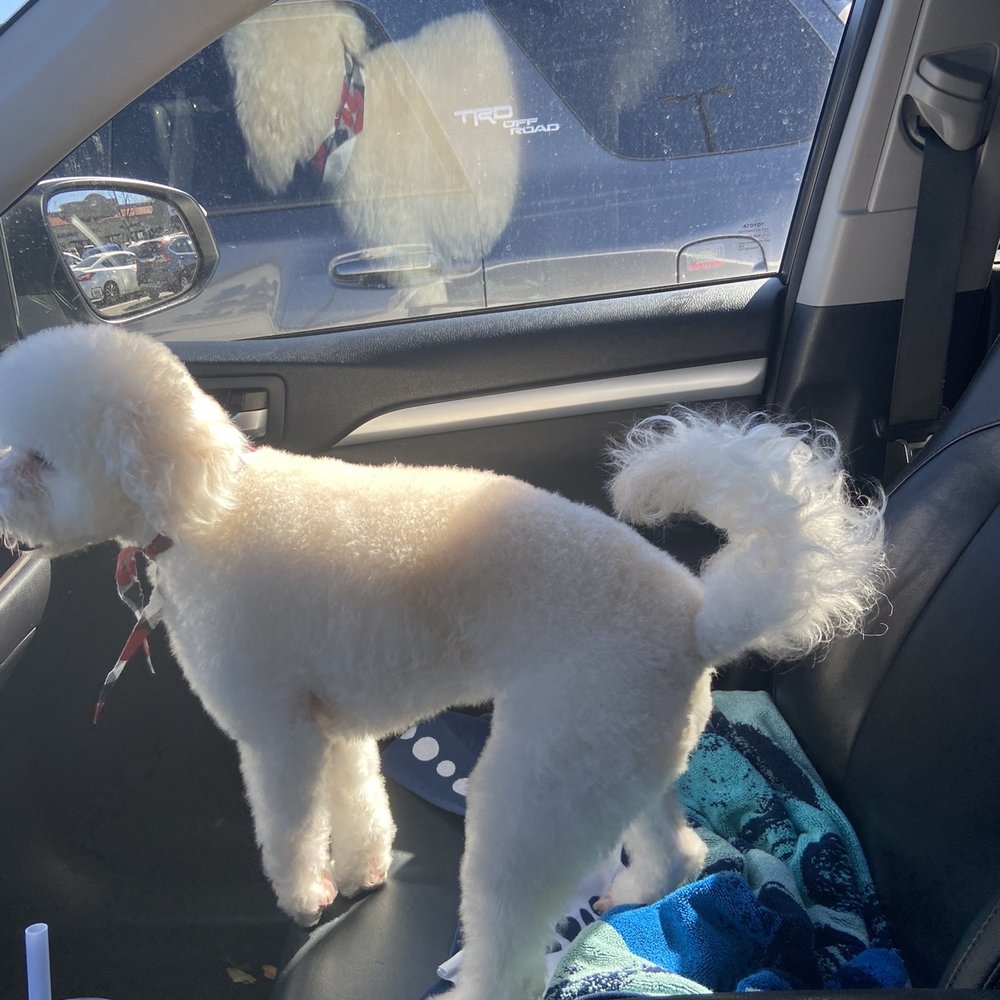 The Pet Parlor Mobile - After - Pet Groomers Near Me The Pet Parlor Mobile - After - Pet Groomers Near Me