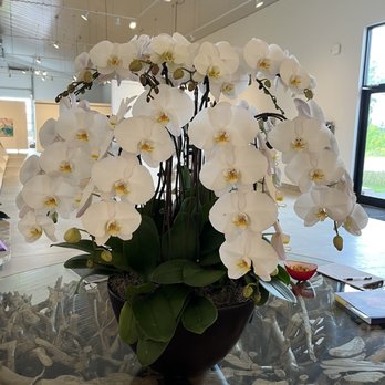 Mann Gallery - A real orchid - Art Galleries Near Me - St. Catharines, Ontario Mann Gallery - A real orchid - Art Galleries Near Me - St. Catharines, Ontario