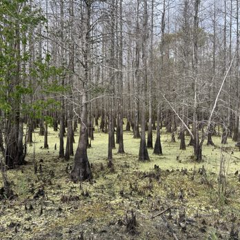 Colt Creek State Park - This swamp near Middle Mac Lake is the only area that seems like it might flood over onto the trail. - Parks Near Me - Lakeland, Florida