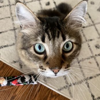 KittyBuddy - Pet Sitting Near Me - Tacoma, Washington KittyBuddy - Pet Sitting Near Me - Tacoma, Washington