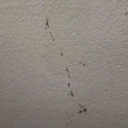 Ants!