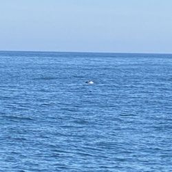 Viking Fleet/CRESLI Whale Watch - One of the dolphins