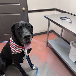 Little River Veterinary Clinic - T-Rex waiting to be checked out