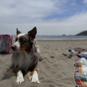 Fisherman's Beach - Dog Beach - Beaches Near Me - Avila Beach, California Fisherman's Beach - Dog Beach - Beaches Near Me - Avila Beach, California