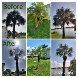 Ransom Landscaping - Palm tree trimming