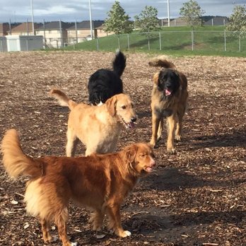 Pawz'n Play - Dog Walkers Near Me - Burlington, Ontario