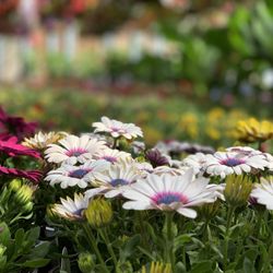 Charlton Landscaping & Nursery Supply - Annual greenhouse