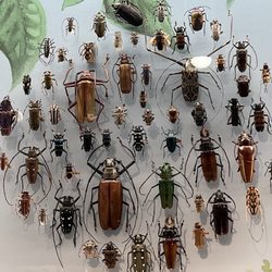 Cleveland Museum of Natural History - Beetle display