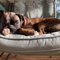 Poochie's Resort & Spa - Exhausted doggie