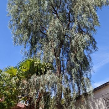 Diamond Tree Service - Upper view of palm and shrubby eucalyptus tree - Tree Services Near Me - Temecula, California Diamond Tree Service - Upper view of palm and shrubby eucalyptus tree - Tree Services Near Me - Temecula, California
