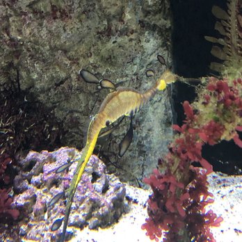 Shedd Aquarium - Aquariums Near Me - Chicago, Illinois