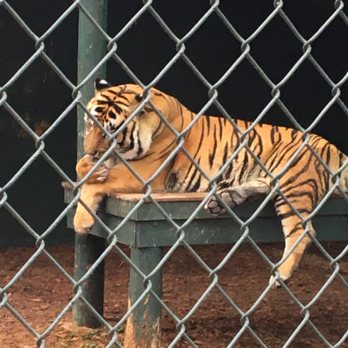 Bee City Zoo - Petting Zoos Near Me - Cottageville, South Carolina