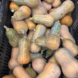 Irvington Farmers Market - Squash