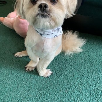 Petco - Pet Stores Near Me - San Jose, California