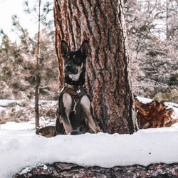 Jorah Tucker Photography - Dog adventures