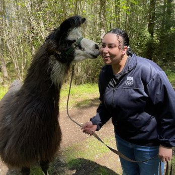 Topstall Farm - Llama kissing participant - Attraction Farms Near Me - Roy, Washington