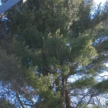 Stumpy's Tree Service - Tree in the sky! - Tree Services Near Me - Ashland, Massachusetts