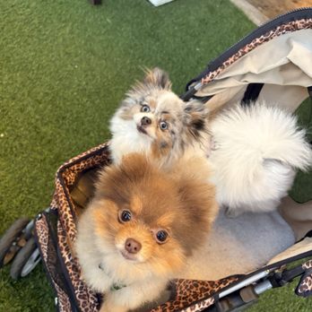 Solana Beach Kitchen - Dog friendly patio - New American Near Me - Solana Beach, California Solana Beach Kitchen - Dog friendly patio - New American Near Me - Solana Beach, California