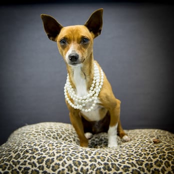 Frame Your Pet - Photographers Near Me