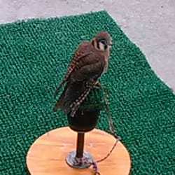 Scout & Morgan Books - American Kestrel, smallest falcon in America.